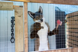 Furry Weekend Holland 2023